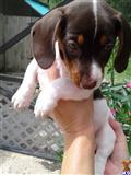 Dachshund